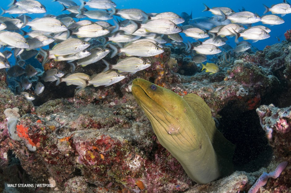 Large green moray (*Gymnothorax funebris*) on Breakers Reef. The Gulf Stream's life-giving current not only nurtures coral growth, but also attracts a plenitude of marine life from open ocean pelagics to reef dwelling fish and invertebrates.  