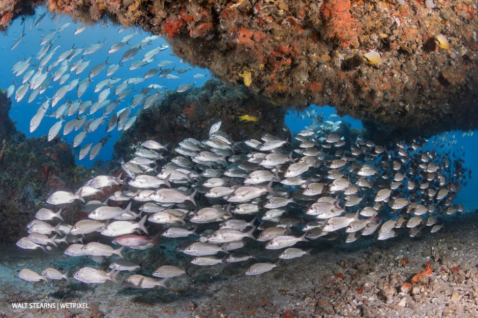 A large school of grunts (*Haemulon plumierii*) thread their way beneath a large overhang. 