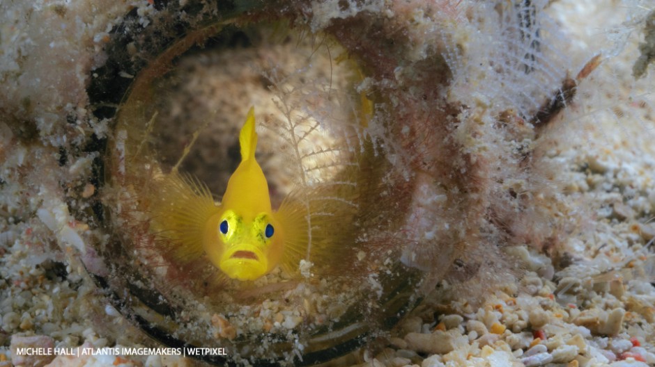 Michele Hall: Ornate goby (*Lubricogobius exiguus*) in a bottle.