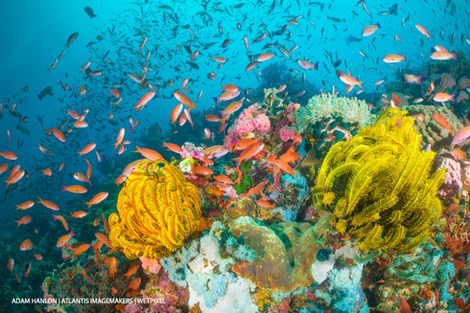 Adam Hanlon: Abundant life on Verde Island.