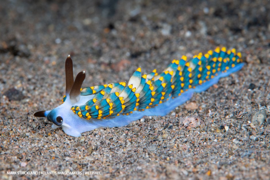 Mark Strickland: *Tenellia sp*. nudibranch on the sand.