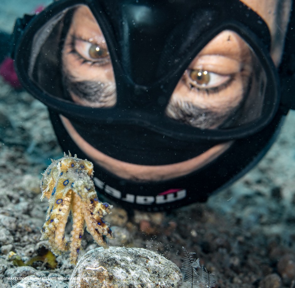 Marty Snyderman: A blue ring octopus (*Hapalochlaena lunulata*) observes an alien species!