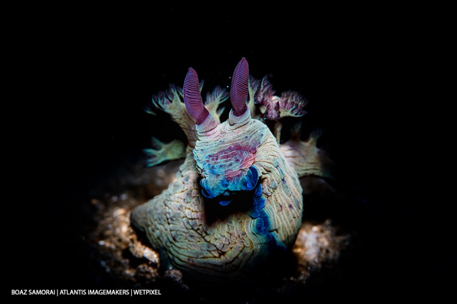 Boaz Samorai: A blue-horned polycerid (*Tyrannodoris nikolasi*) in the spotlight. 