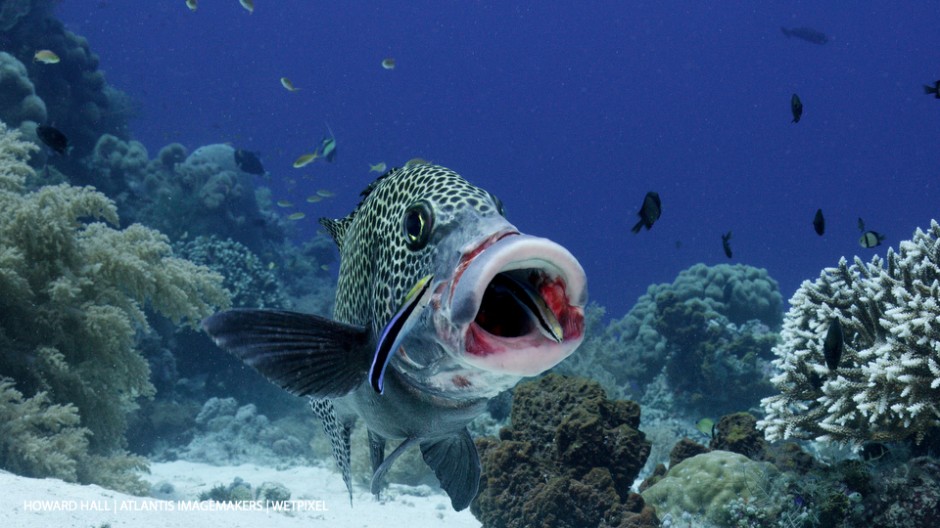 Howard Hall: A yellowbanded sweetlips (*Plectorhinchus lineata*) is cleaned by a bluestreak cleaner wrasse (*Labroides dimidiatus*). Frame grab from RED