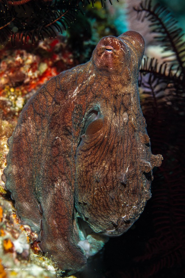 PT Hirschfield: A day octopus (*Octopus cyanea*)  strikes a pose.