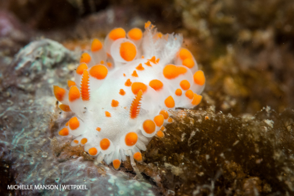 Cockerells dorid cruising the reef.