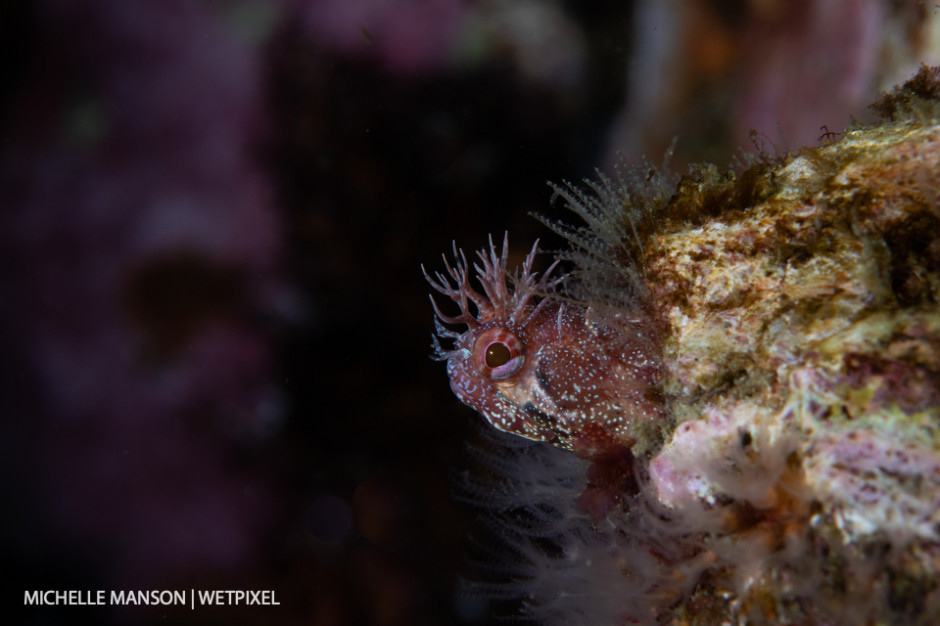 Fringehead blenny in abandoned barnacle shell.