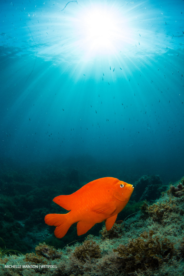 Garibaldi damselfish (*Hypsypops rubicundus*) in the shallows.