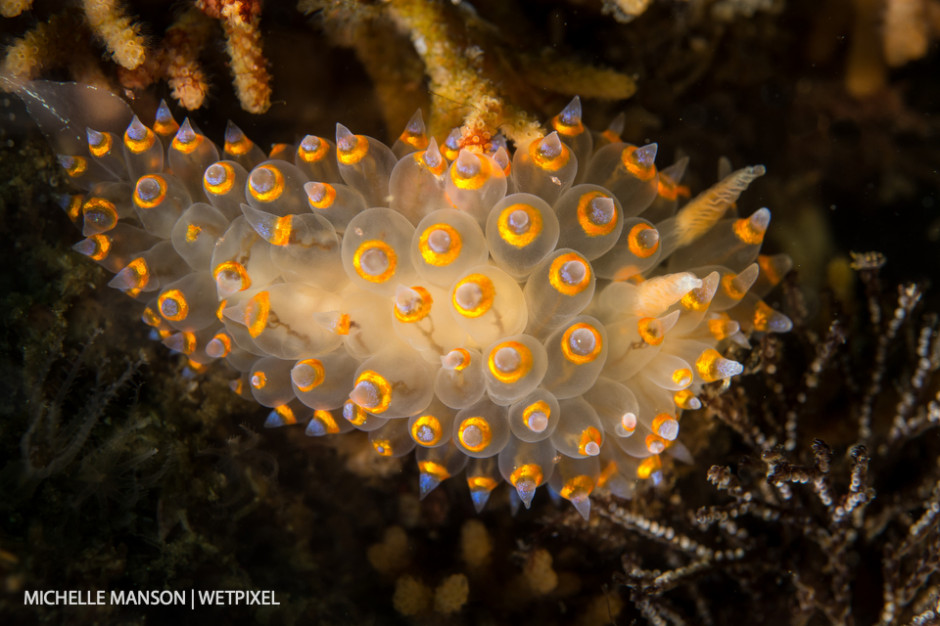 *Janolus barbarensis* cruising the reef.