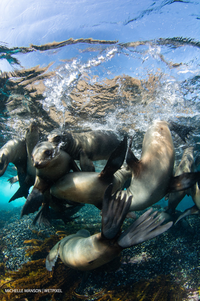 Juvenile sea lions playing in the shallows.