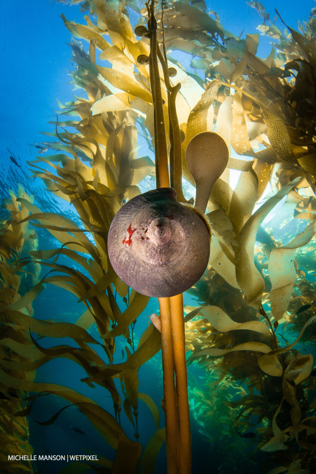 Norris top snail in the kelp shallows.