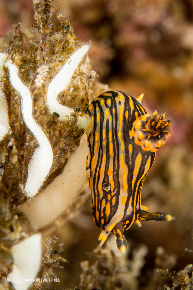 *Polycera atra* laying eggs.