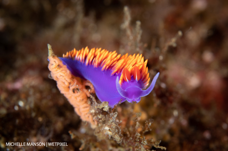 Spanish shawl (*Flabellina iodinea*) sitting on its eggs