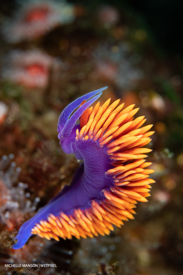 Spanish shawl (*Flabellina iodineas*) cerata looking like flames.