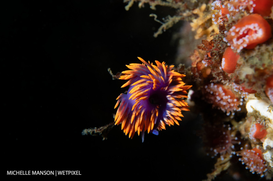 Spanish shawl (*Flabellinopsis iodinea*) curled on a twig.