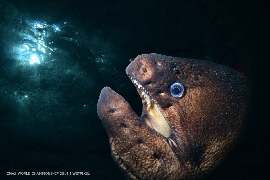 FISH  category second place: Damir Zurub and Katarina M.Mihaljinec of Croatia.