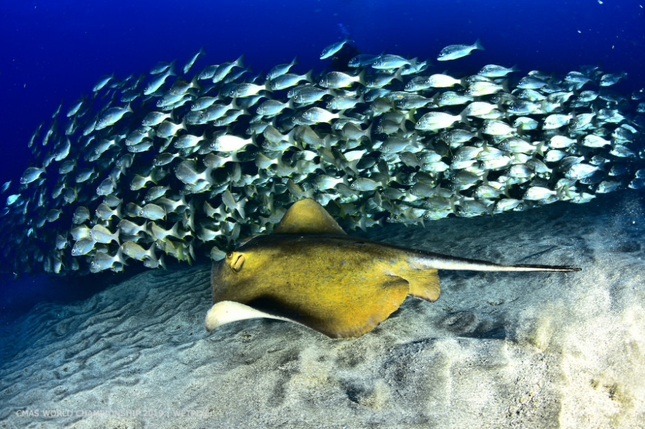 THEME category winner:Taner Atılgan and Caglar Atılgan of Turkey.