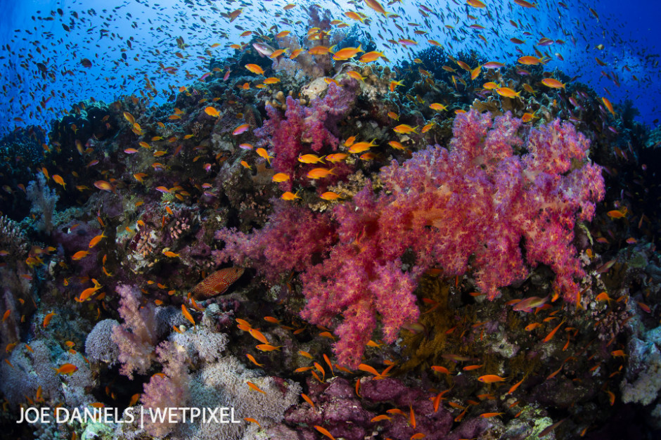 A vibrant and bustling Elphinstone Reef.