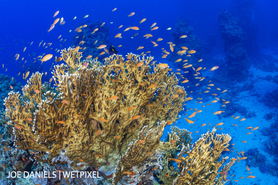 A classic Red Sea scene with a bommie of fire coral (*(Millepora sp.*)surrounded by anthias (*Pseudanthias sp.*).