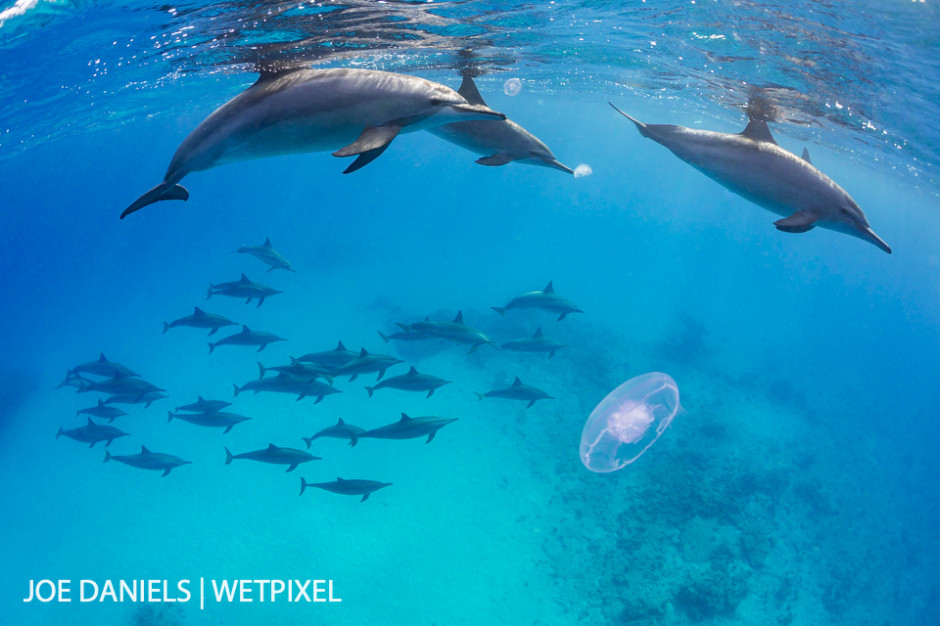 The resident pod of spinner dolphins (*Stenella longirostris*) that reside on fury shoal making a game from the influx of moon jellyfish that day.