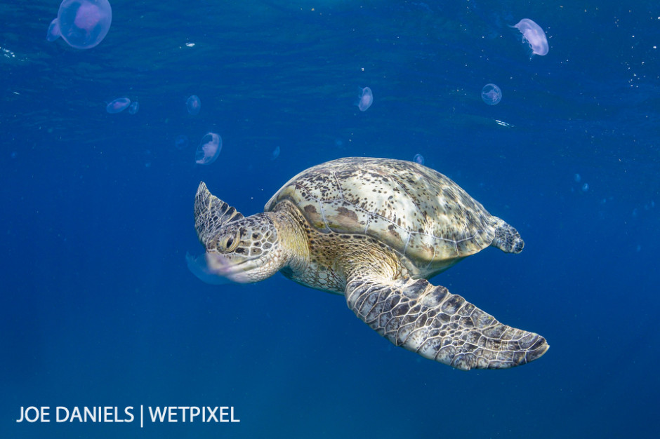 A large green turtle (*Chelonia mydas*) takes a break from feeding on the lush sea grass beds to feed on the plentiful moon jellyfish.