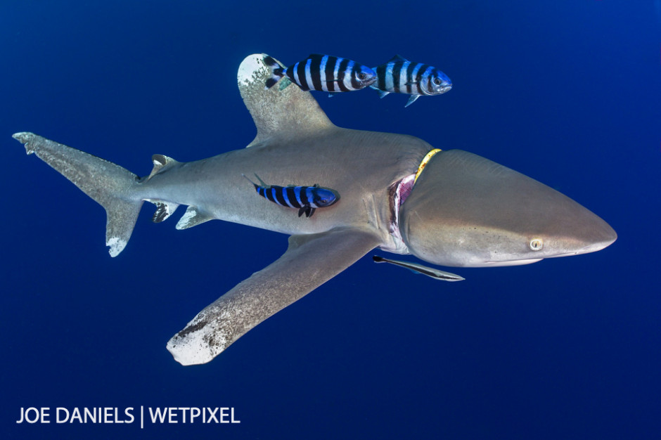 A very sad sight. A plastic regulator holder slowly strangling a magnificent oceanic whitetip (*Carcharhinus longimanus*).