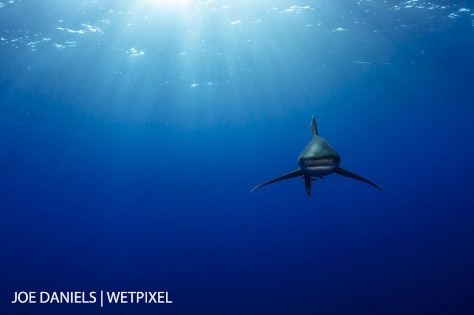 An oceanic whitetip  (*Carcharhinus longimanus*) coming in from the big blue to check me out.