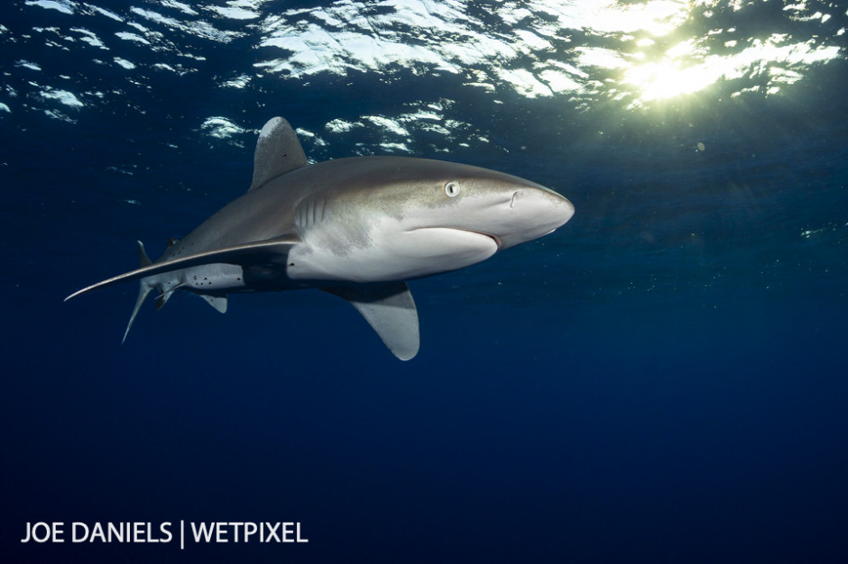 *Longimanus* under the fading light of the day.