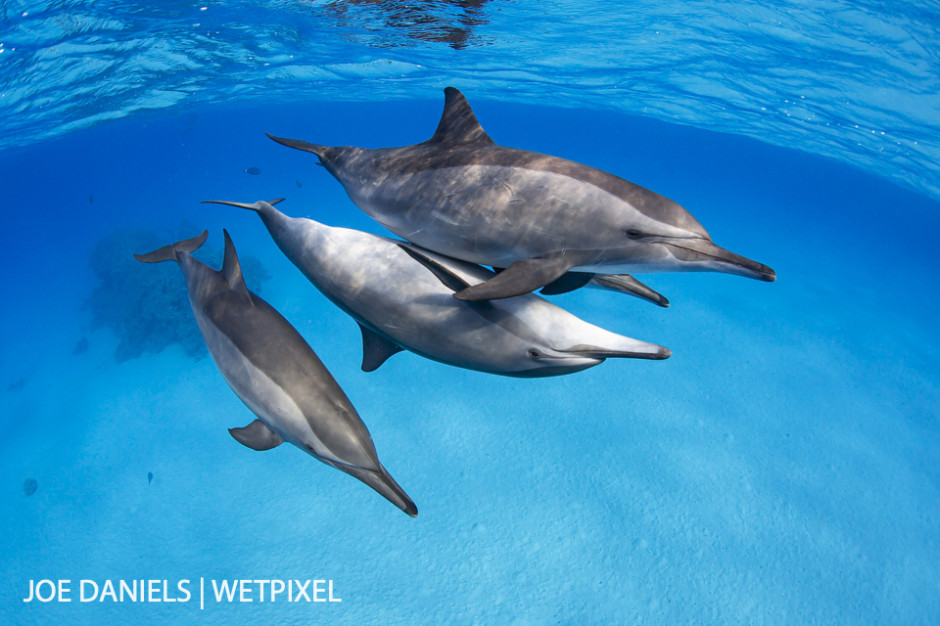 Spinner dolphins (*Stenella longirostris*) playing in the shallows of Fury Shoal.