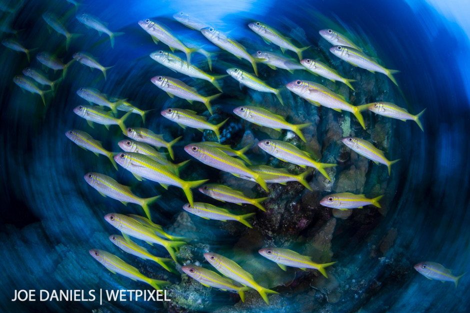 Schooling yellow goatfish (*Mulloidichthys martinicus*) from Fury Shoal.