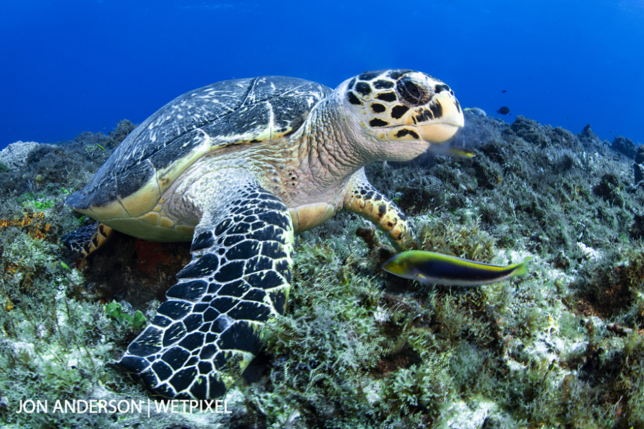 A large hawksbill turtle (*Eretmochelys imbricata*) looks up between chomping on the reef while a yellowcheek wrasse (*Halichoeres cyanocephalus*) hangs nearby with hopes of scoring some scraps.