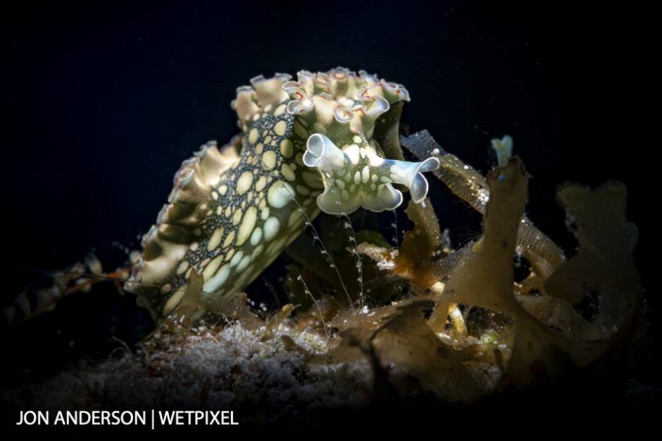 Lettuce sea slug (*Elysia crispata*)