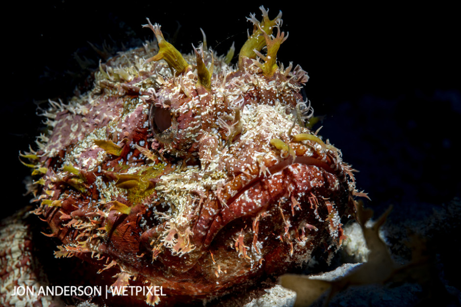 Spotted scorpionfish (*Scorpaena plumieri*).