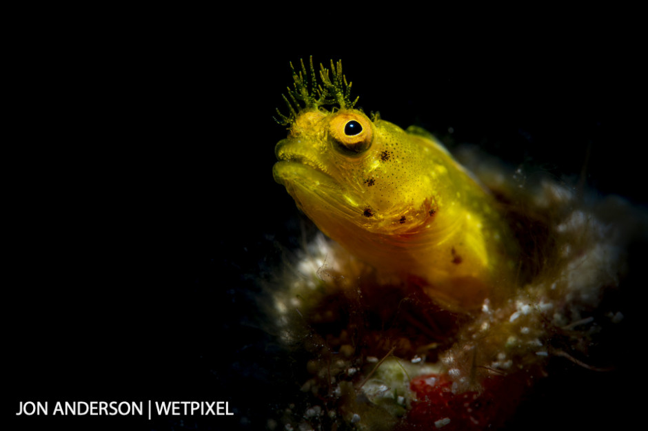 Roughhead blenny (*Acanthemblemaria aspera*), female.