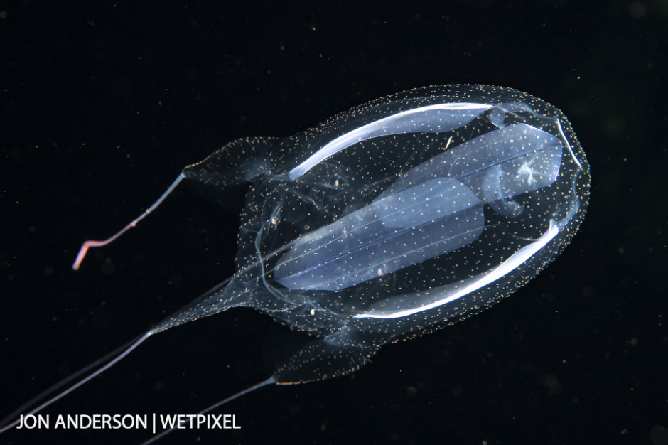 Box jellyfish (*Alatina alata*) photographed over deep water during a blackwater dive.