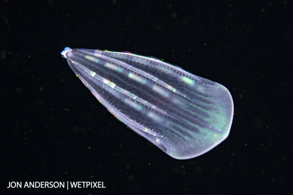 Comb jelly (*Beroe forskali*) photographed over deep water during a blackwater dive.