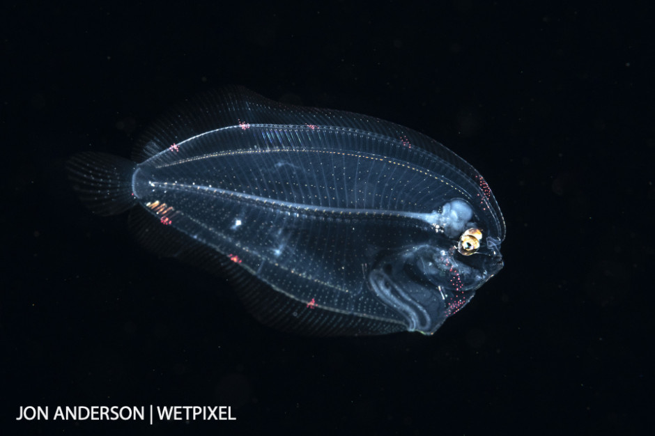 Larval flounder photographed over deep water during a blackwater dive.