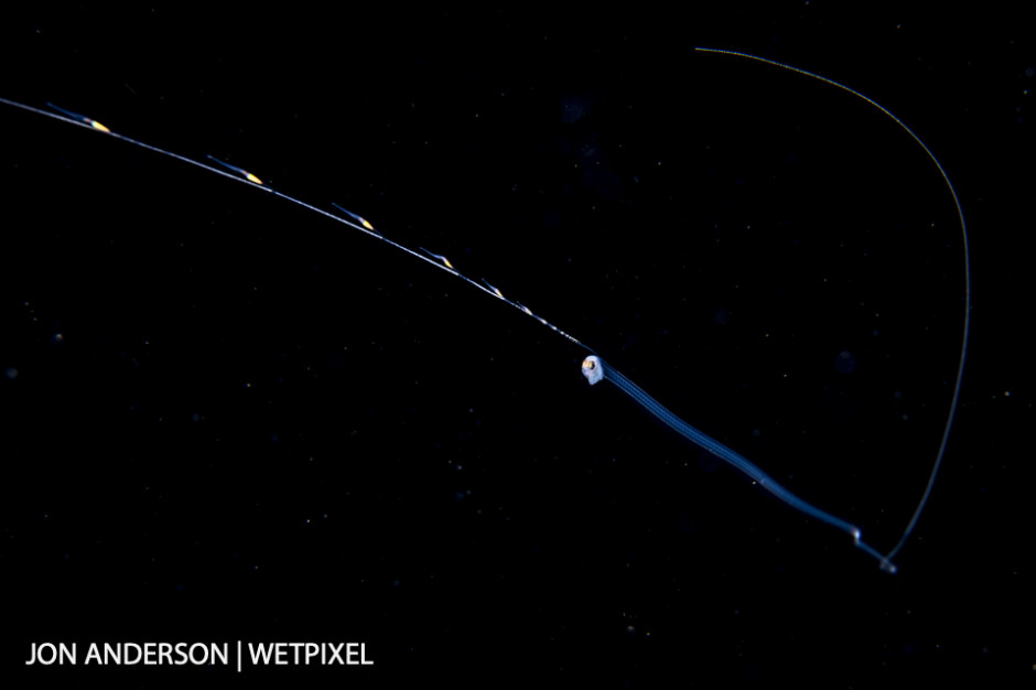 Larval pearlfish (*Carapidae sp.*) photographed over deep water during a blackwater dive.