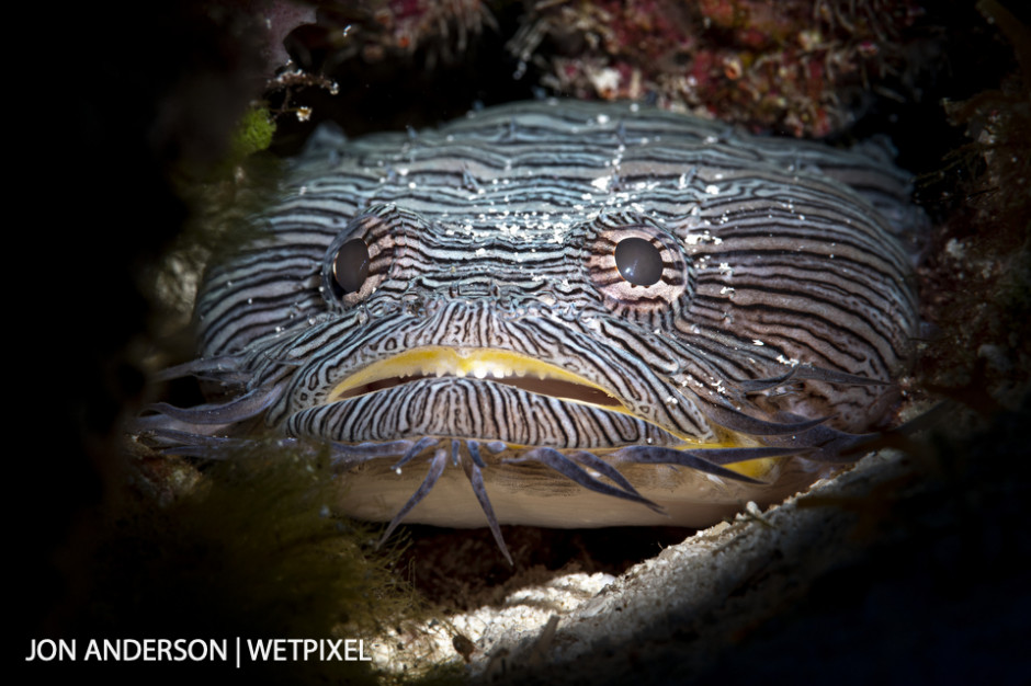 Splendid toadfish (*Sanopus splendidus*), Endemic to Cozumel