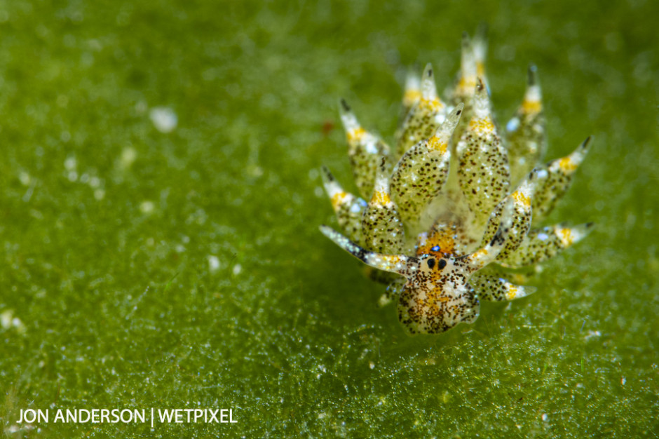 A Caribbean Shaun the Sheep (*Costasiella ocellifera*) on paddle blade alga (*Avrainvillea longicaulis*).