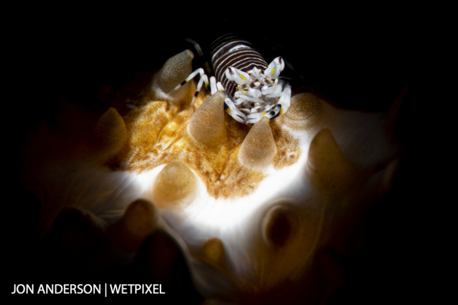 Striped bumblebee shrimp (*Gnathophyllum americanum*) on a sea cucumber.