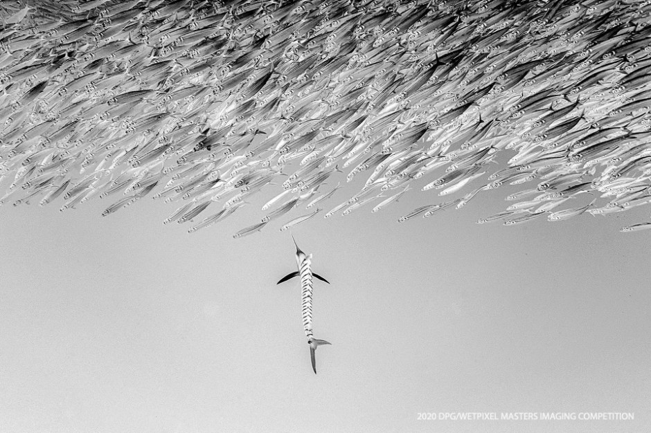 Wide Angle Traditional category Winner: **"Strange" by Young-Sen Wu**.