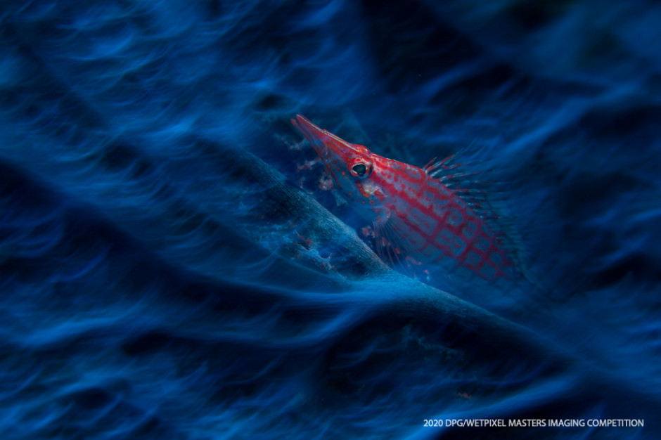 Macro Traditional category Honorable Mention: **"Haunting Hawkfish" by Joe Daniels**.