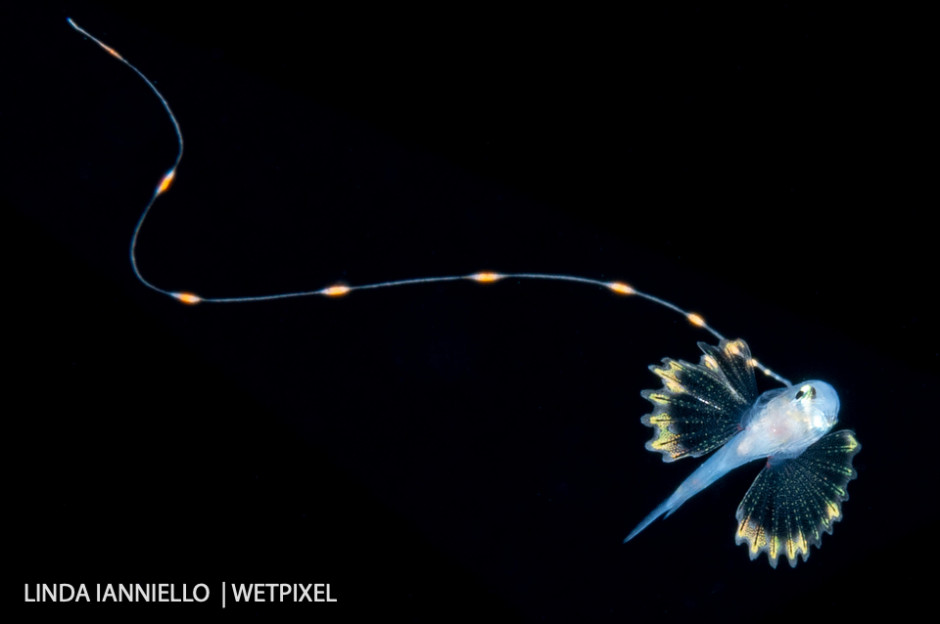 A soapfish larva, *Rypticus sp.*, with its signature long filament.