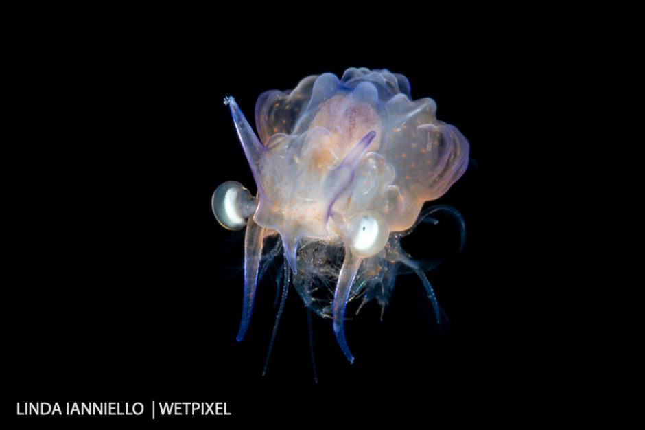 This looks like a crab, but it is really the larva of a deep-water shrimp, *Cerataspis sp*.