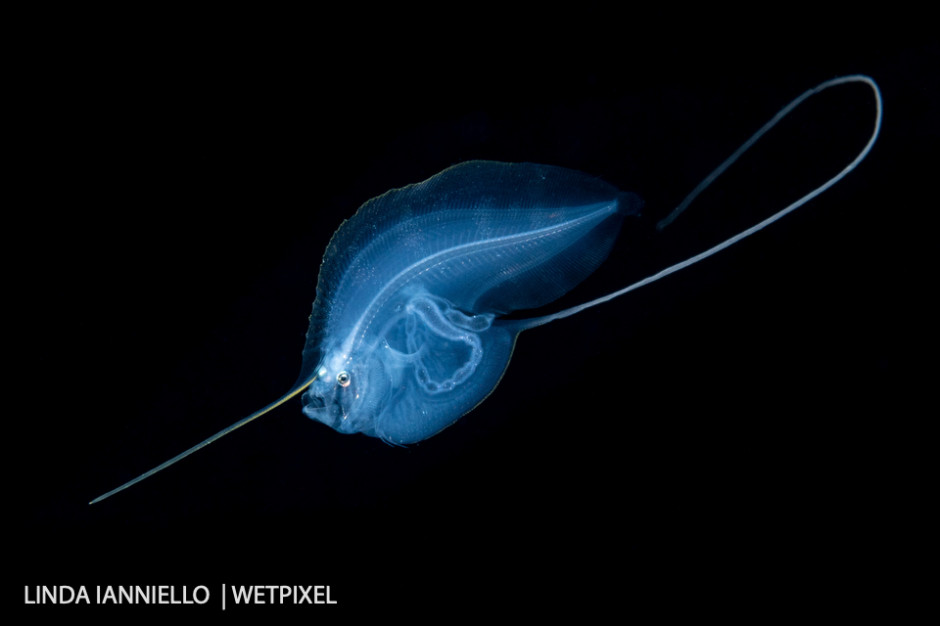 One of the varieties of cusk eel larvae, a deep water Ophidiidae,  *Pycnocraspedum phyllosoma*.