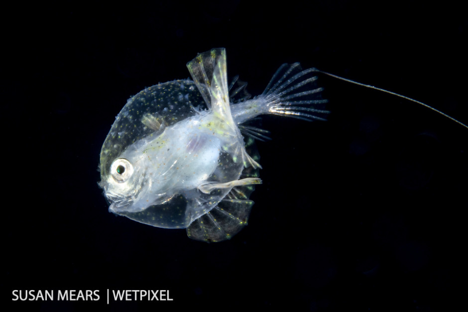 Pancake batfish larva, (*Haieutichthys aculeatus*).