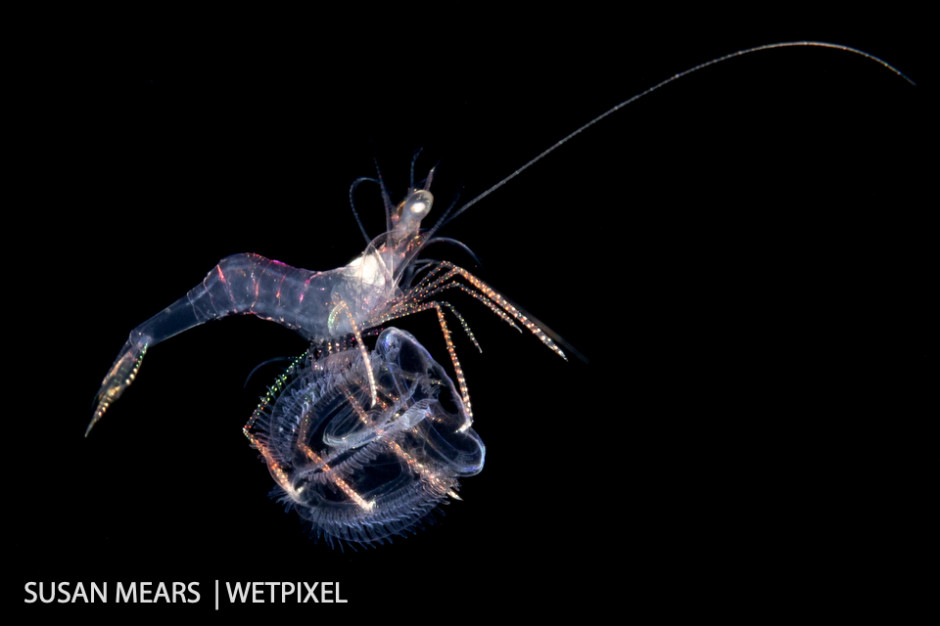 Colorful shrimp carrying an acorn worm larva.