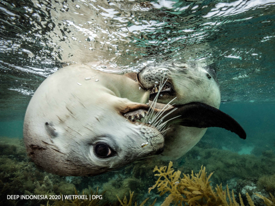 Animal Behavior category winner: **Jenny Stock** | *Nippy*