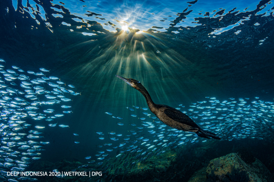 Animal Behavior category second place: **Hannes Klostermann** | *Strange Encounters*